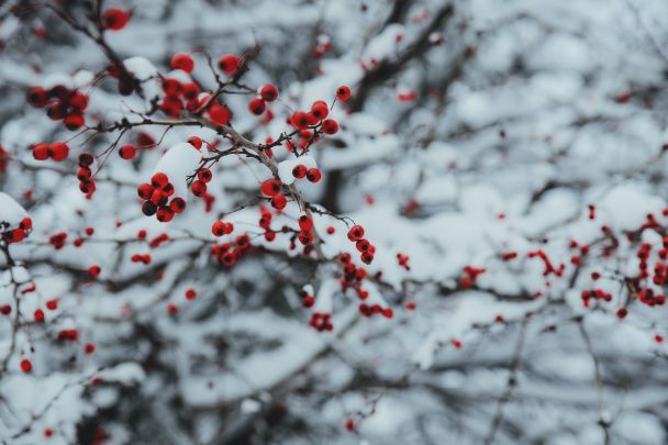 Ясна погода 8 січня обіцяє хороший урожай / © Pexels