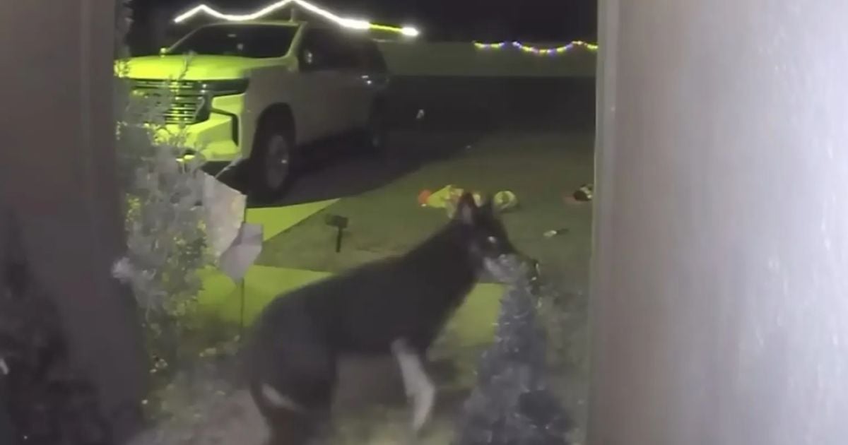 Вівчарка повернулася додому напередодні Різдва / Фото: youtube/First Coast News