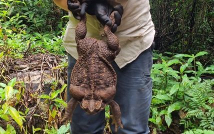В Австралии наткнулись на самую большую в мире лягушку весом, как новорожденный ребенок (фото)