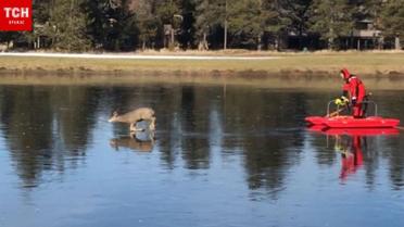 В США спасатель освободил олененка с ледяной ловушки