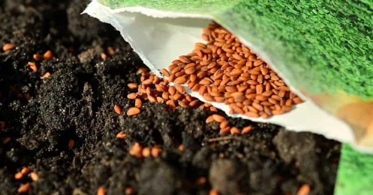 Яке насіння овочів купувати