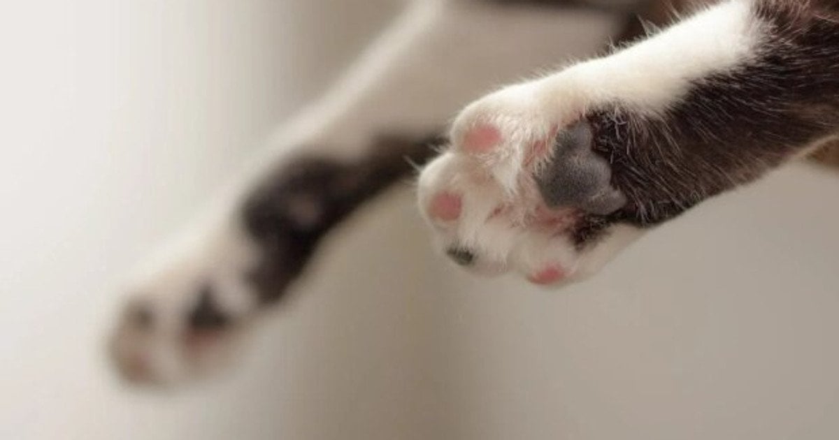 Чому кіт нападає на ноги