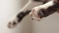 Чому кіт нападає на ноги