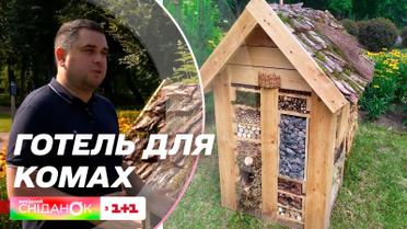 Для чего дома для насекомых в парках Киева