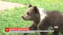 Пушистый дебют: в харьковском экопарка впервые показали пару бурых медвежат