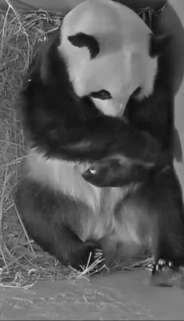 Поповнення в сімействі панд: 1 травня на світ з'явилось чорно-біле ведмежа