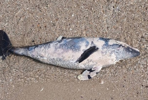 Катастрофа в Чорному морі: на узбережжі виявили десятки мерт