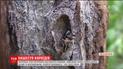 Сотни тысяч гектаров соснового леса в Украине уничтожают короеды