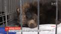 Поранений єнот накинувся на двох школярів у Золотоноші