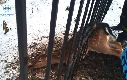 "Застрягла, маленька?": у Макарові на Київщині з паркану дістали дику косулю (фото, відео)