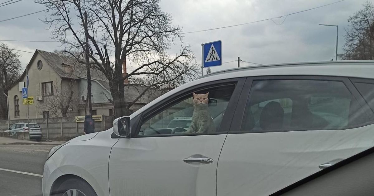 У Києві в одному із заторів помітили автівку з котом за кермом