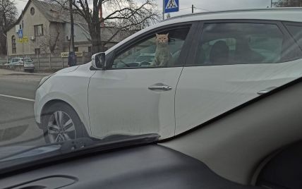 В Киеве в одной из пробок заметили автомобиль с котом за рулем