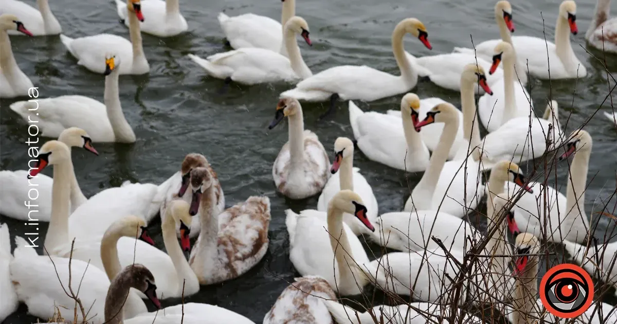 Під Коломиєю зимує незвичний для Прикарпаття вид лебедя.