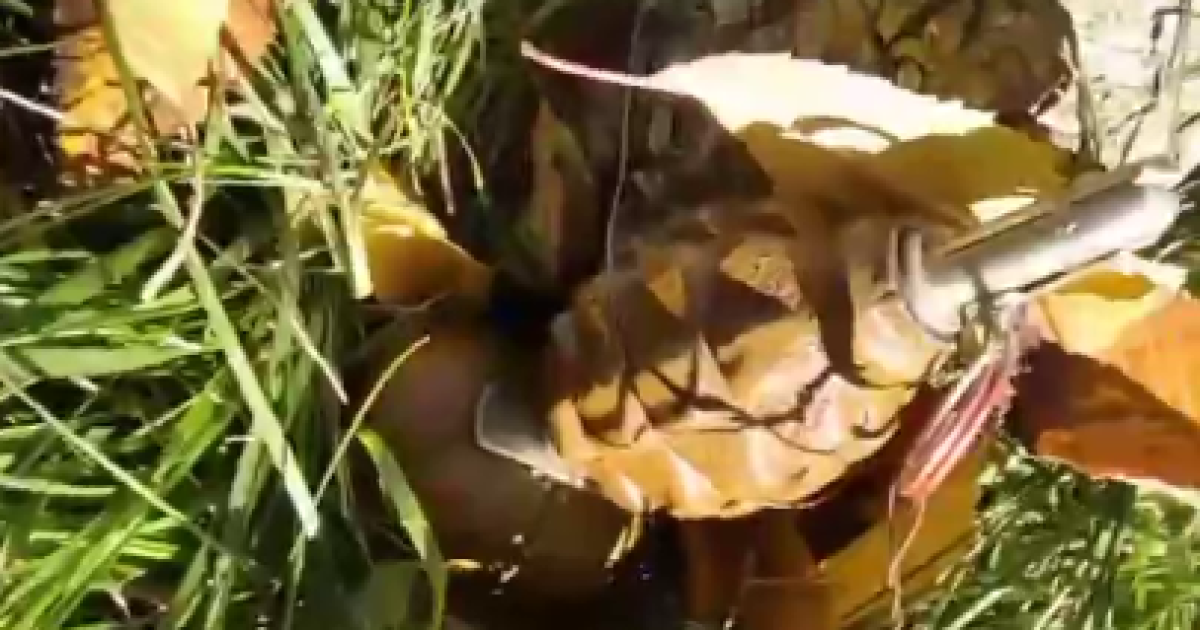 Скриншот із відео