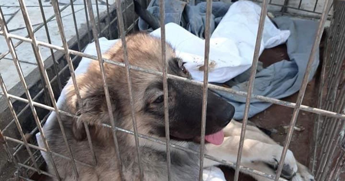 У Запорізькій області пенсіонер скинув собаку з моста на залізничну колію - йому загрожує ув'язнення