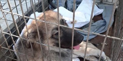 В Запорожской области пенсионер сбросил собаку с моста на ж/д пути - ему грозит тюремное заключение