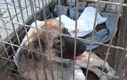 В Запорожской области пенсионер сбросил собаку с моста на ж/д пути - ему грозит тюремное заключение