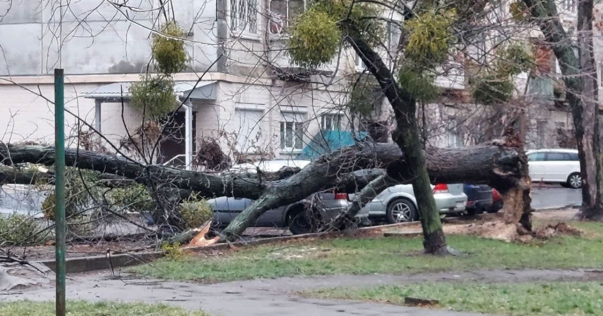 У Києві через негоду падають дерева: пошкоджено автівки / © із соцмереж