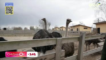 Як сімейний екопарк "Ясногородка" оговтується від "руского міра"