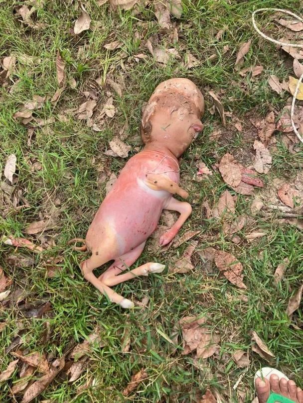 Теля-мутант / © Jam Press