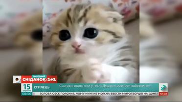 Обзор видео домашних любимцев зрителей