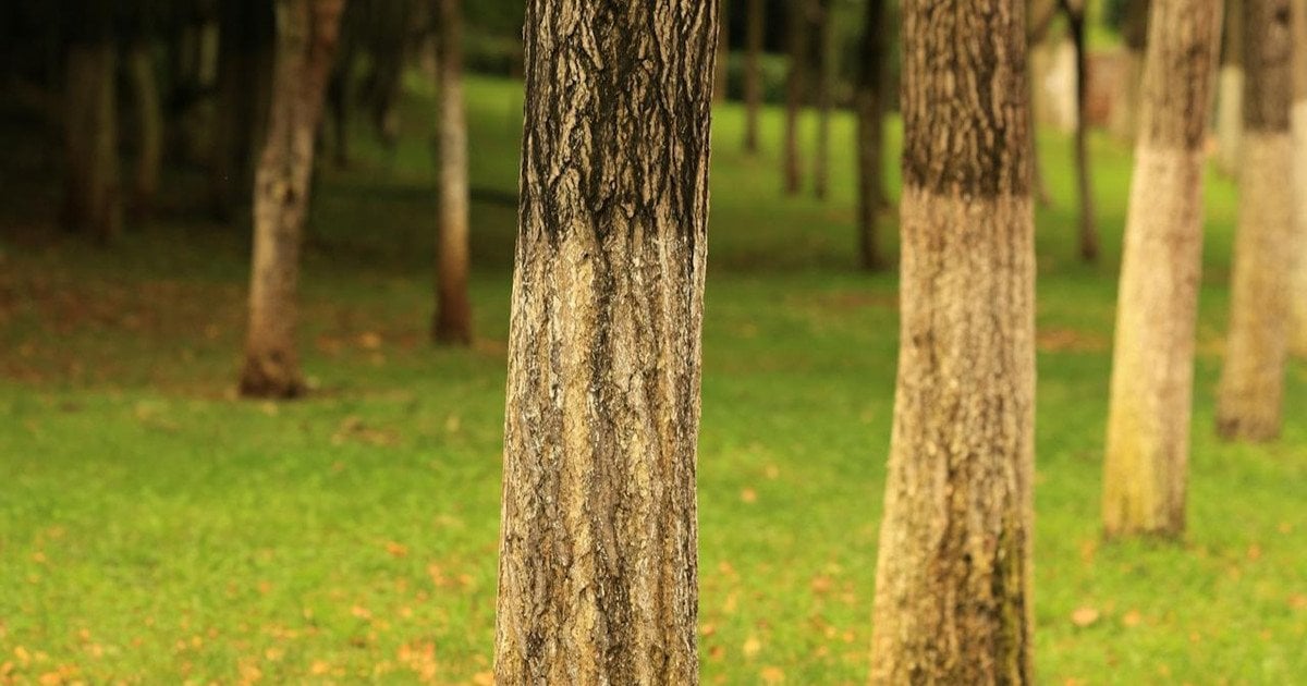 Чому фарбують дерева в синій колір