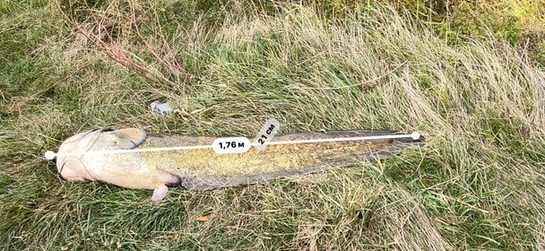 Зловлена риба. Фото: голова ГО «Риболов» Леонід Когут.