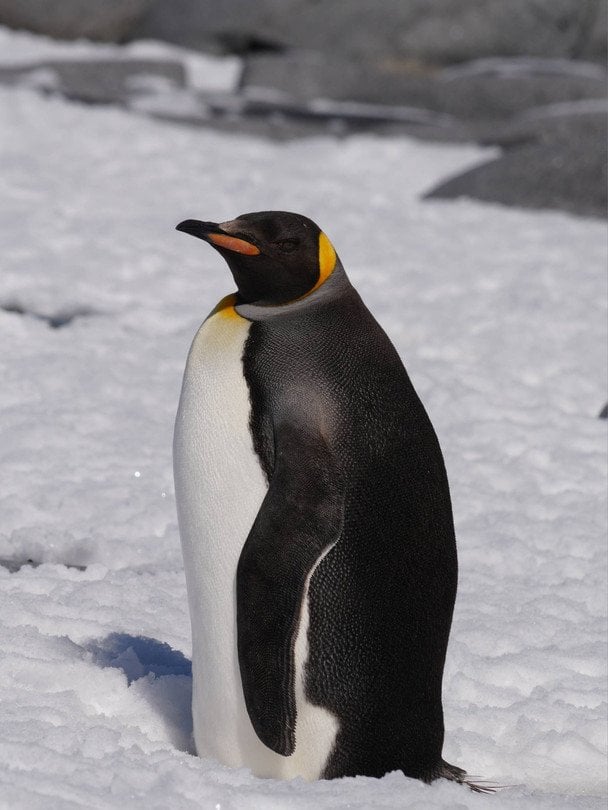 Королівський пінгвін  / © Національний антарктичний центр
