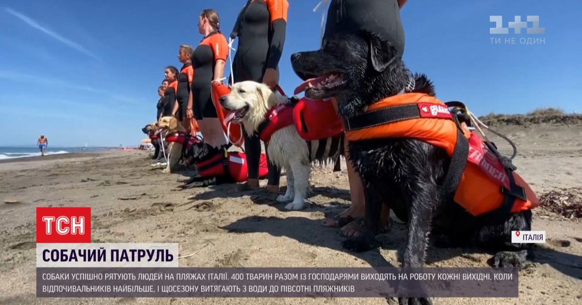 На пляжах италии людей спасает из воды собачий патруль