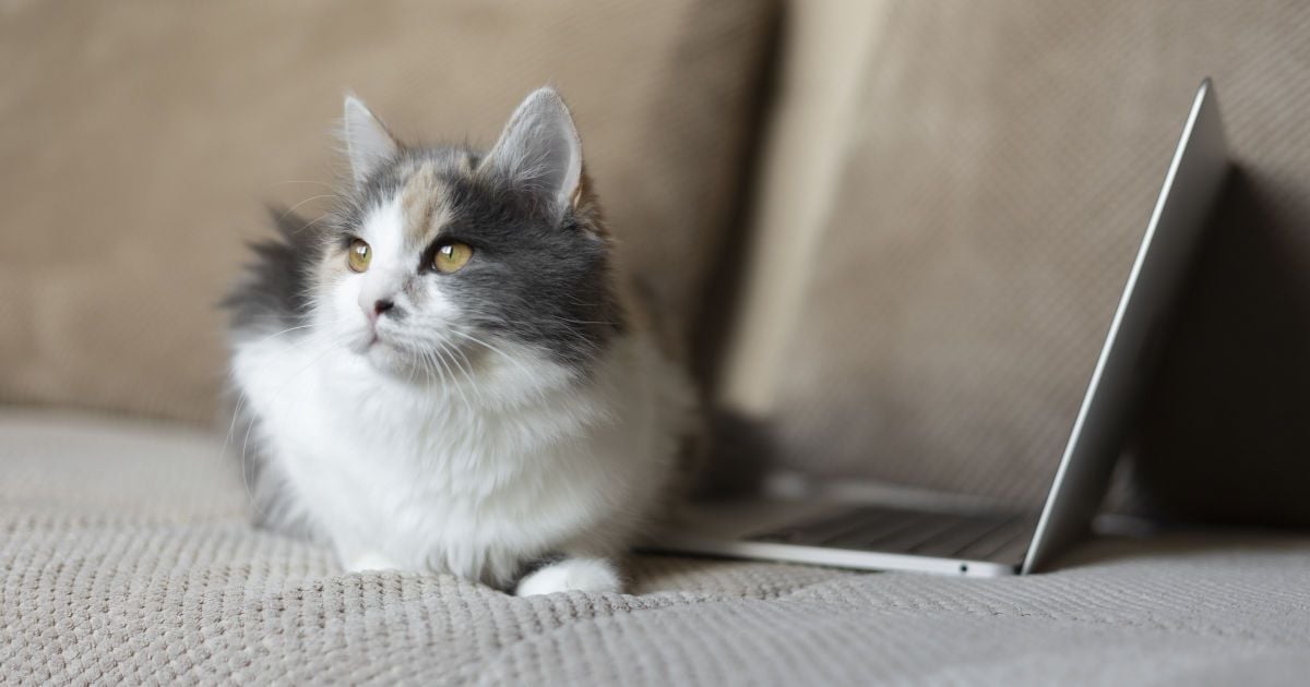 Кот у ноутбука