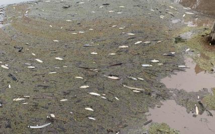 В Австралии погибли сотни тысяч рыб из-за пепла от пожаров, который попал в воду