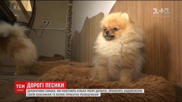 Декоративные собачки приносят большие прибыли своим владельцам