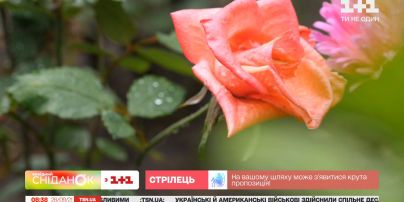 Як варто доглядати за трояндами у вересні
