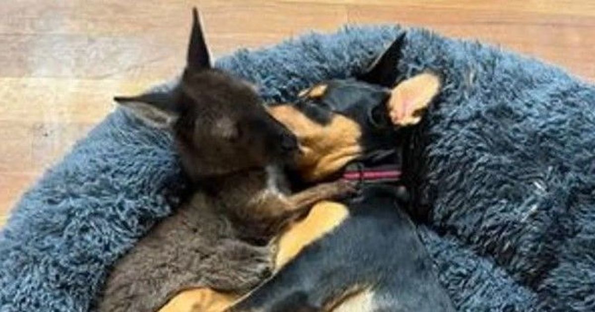 Семья спасла кенгуру