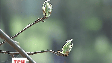 Цьогорічний Великдень став найтеплішим за 120 років