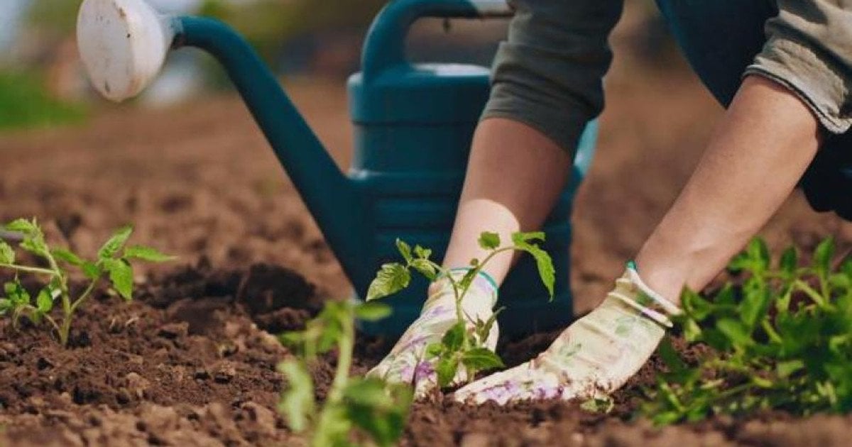 Що посадити на городі до Великодня