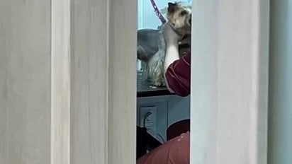 У Києві грумерка ледь не задушила собаку