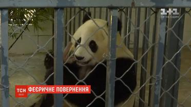 Панда Баюн після 20-річного життя в зоопарку Сан-Дієго повернулася в Китай з дитинчам