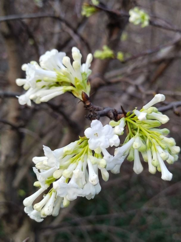  / © Ботанический сад ОНУ имени И.И.Мечникова