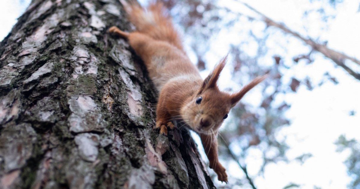Сніг на Заході та мороз на Сході. Якою буде погода в Україні 15 лютого