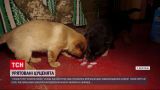 Пушистое утешение: в поселке под Бахмутом украинские защитники спасли щенков