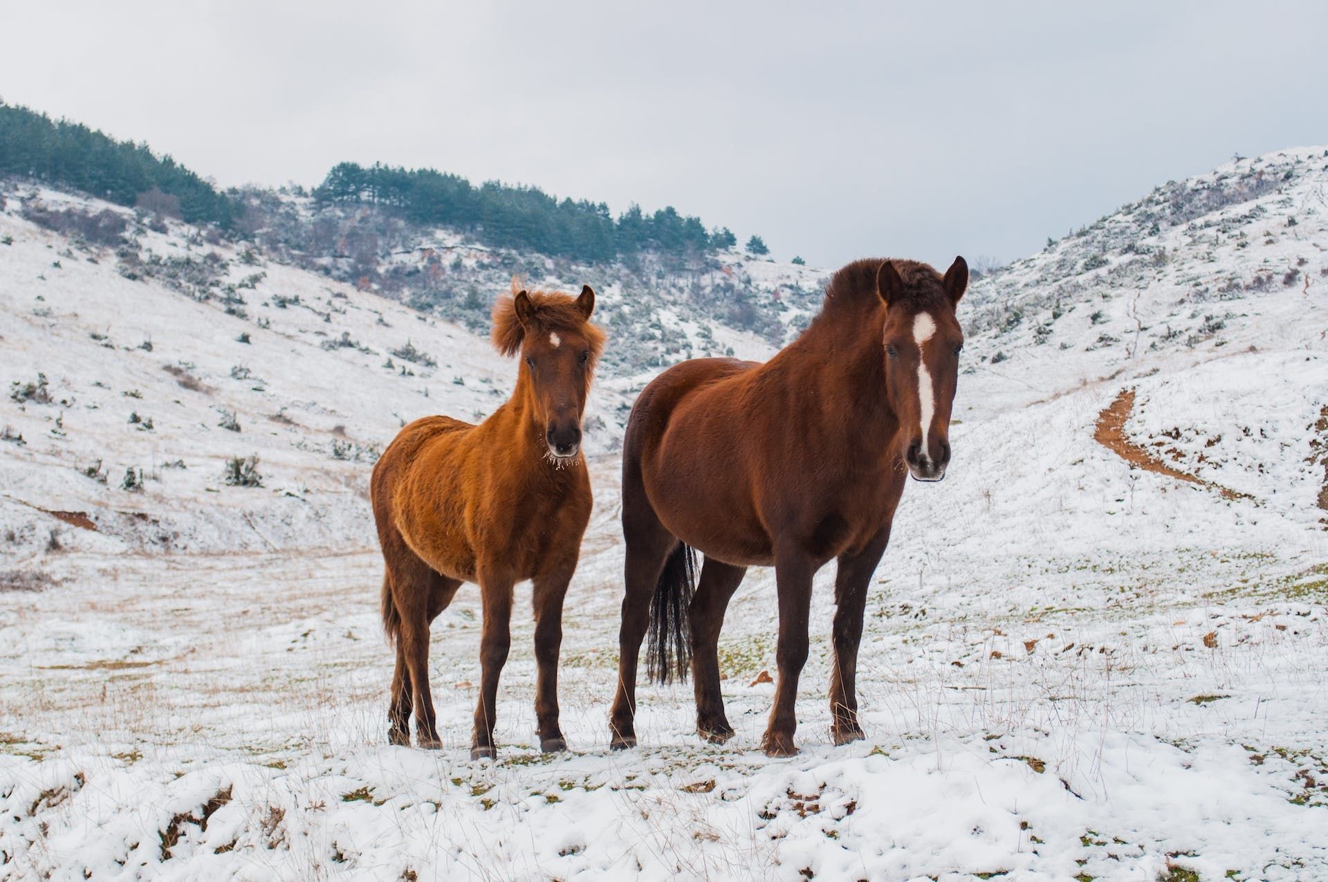 23 грудня хропе кінь до сніжної бурі / © Pexels