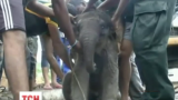 У Шрі-Ланці рятувальники витягали слоненя із зливного стоку