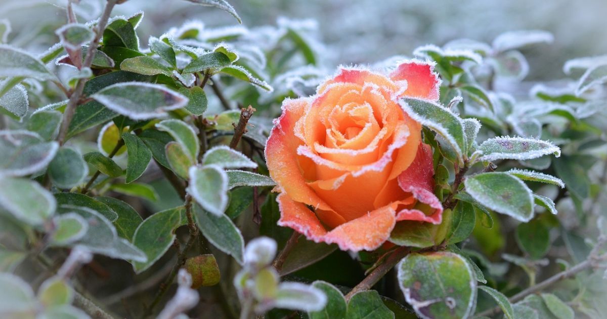 Очікуються заморозки