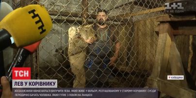 У Київській області чоловік тримає дорослого лева у корівнику