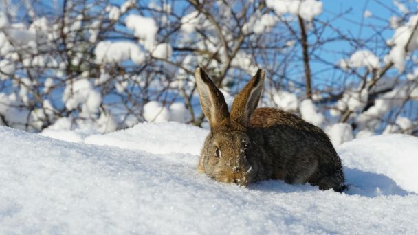30 января зайцы начали приходить в сад — начнутся сильные морозы. / © Unsplash