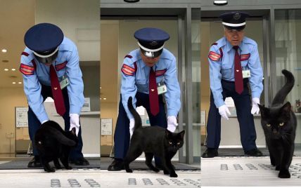 Коты или охрана: в Сети следят за "войной" четверолапых, которых не пускают в музей в Японии
