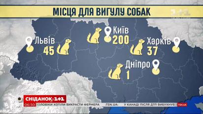 Собака в городе: какие правила выгула четвероногих стоит знать хозяевам