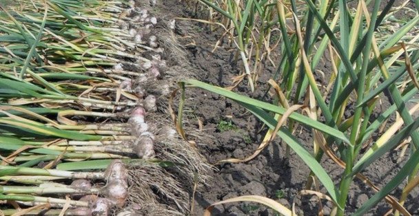 Чем засеять грядку после чеснока, чтобы земля стала рыхлой и плодородной: лучшие варианты