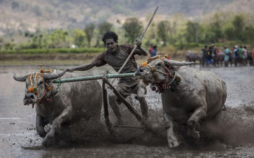 Жокей управляет буйволами во время гонок в рамках фестиваля Мойо в Индонезии. Традиционные гонки буйволов ежегодно проводятся племенами Самава на полях риса накануне ежегодной посевной. / © Getty Images